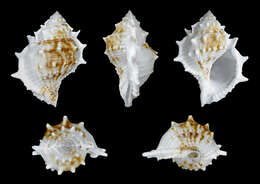 Image of common frogsnail