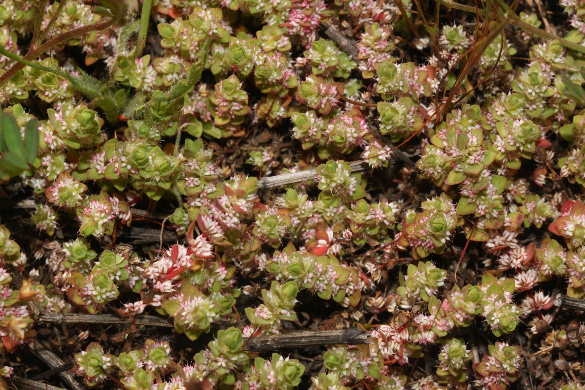 Image of coral necklace