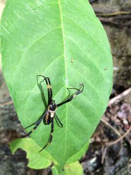 Image of Argiope bougainvilla (Walckenaer 1847)