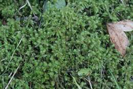 Image of Electrified Cat's Tail Moss