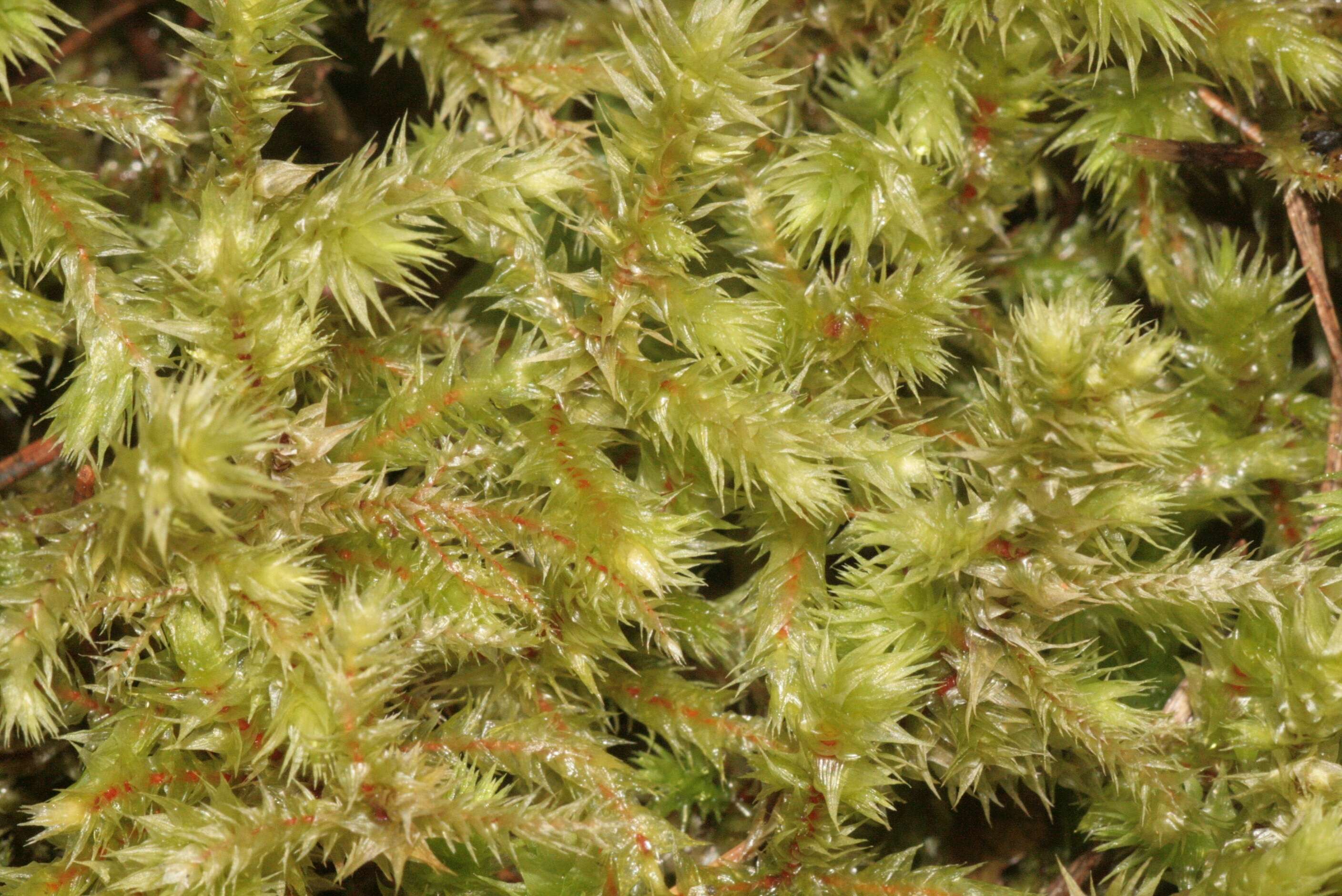 Image of Electrified Cat's Tail Moss