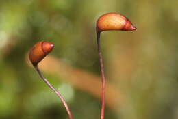 Image of Electrified Cat's Tail Moss