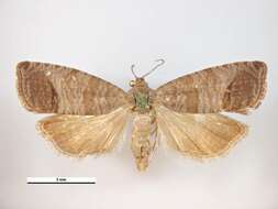 Image of codling moth