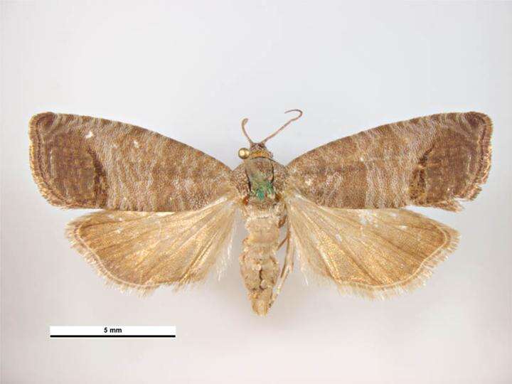 Image of codling moth