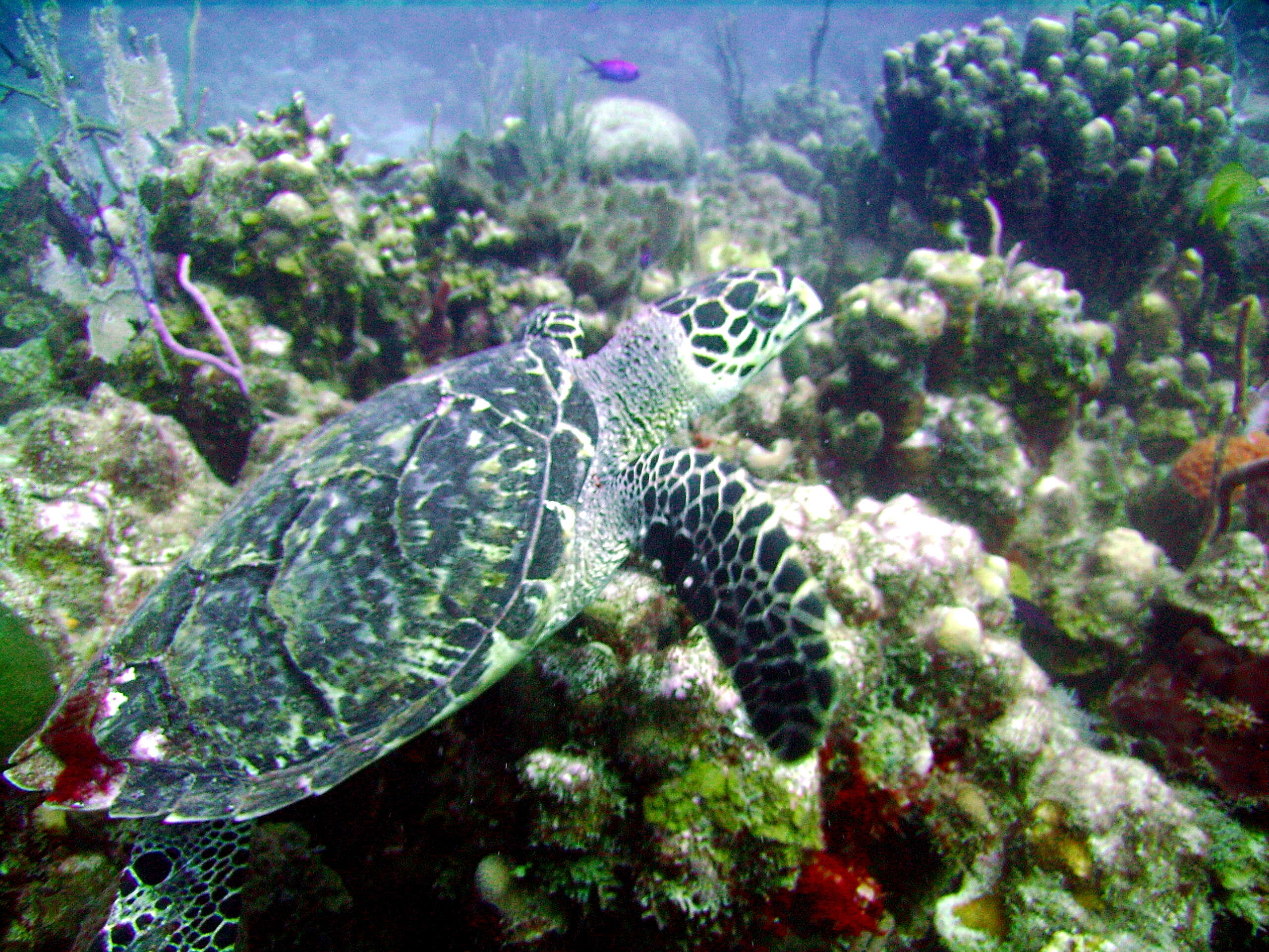 Image of Eretmochelys