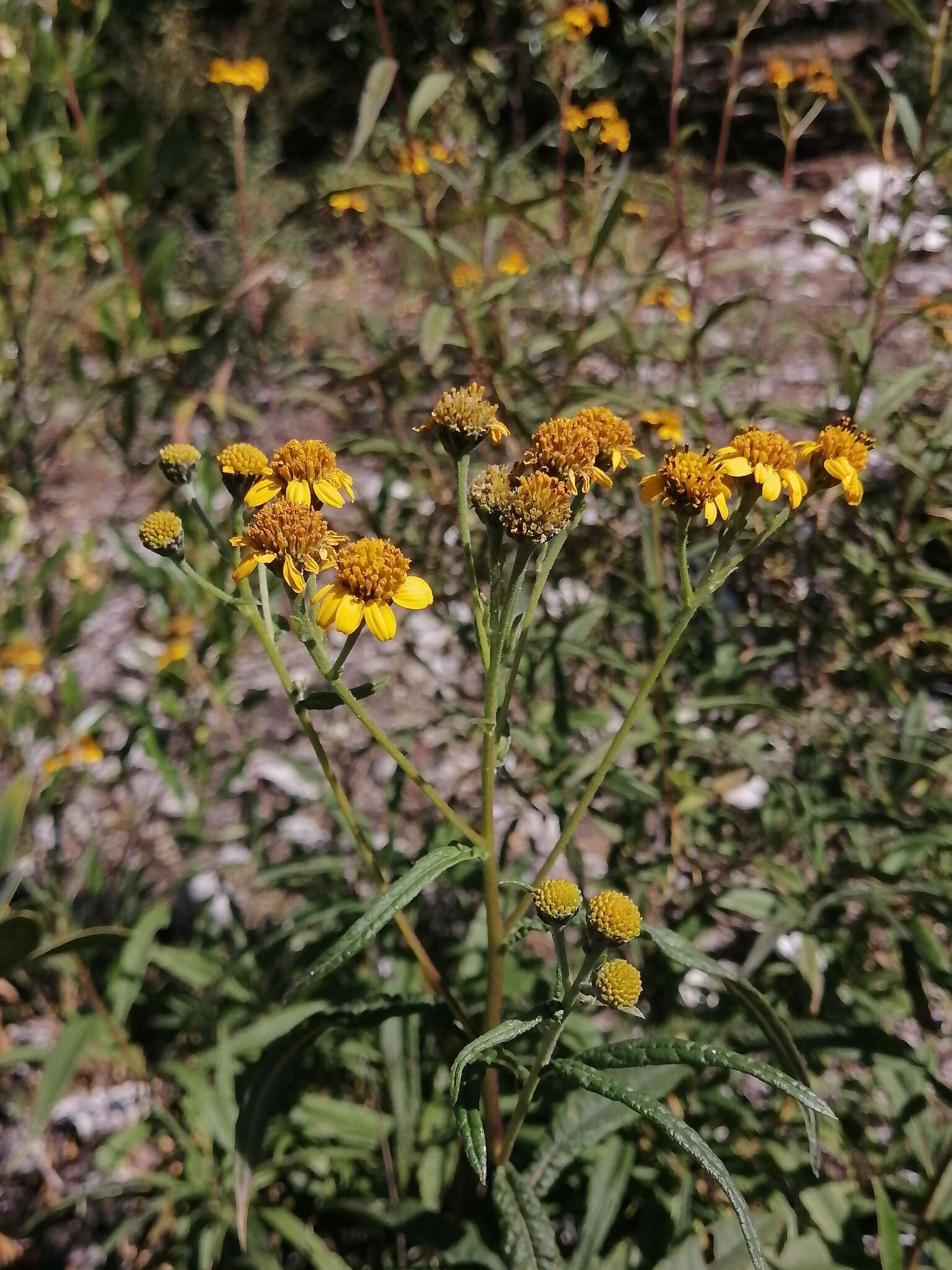 Слика од Verbesina virgata var. oreopola (B. L. Rob. & Greenm.) B. L. Turner