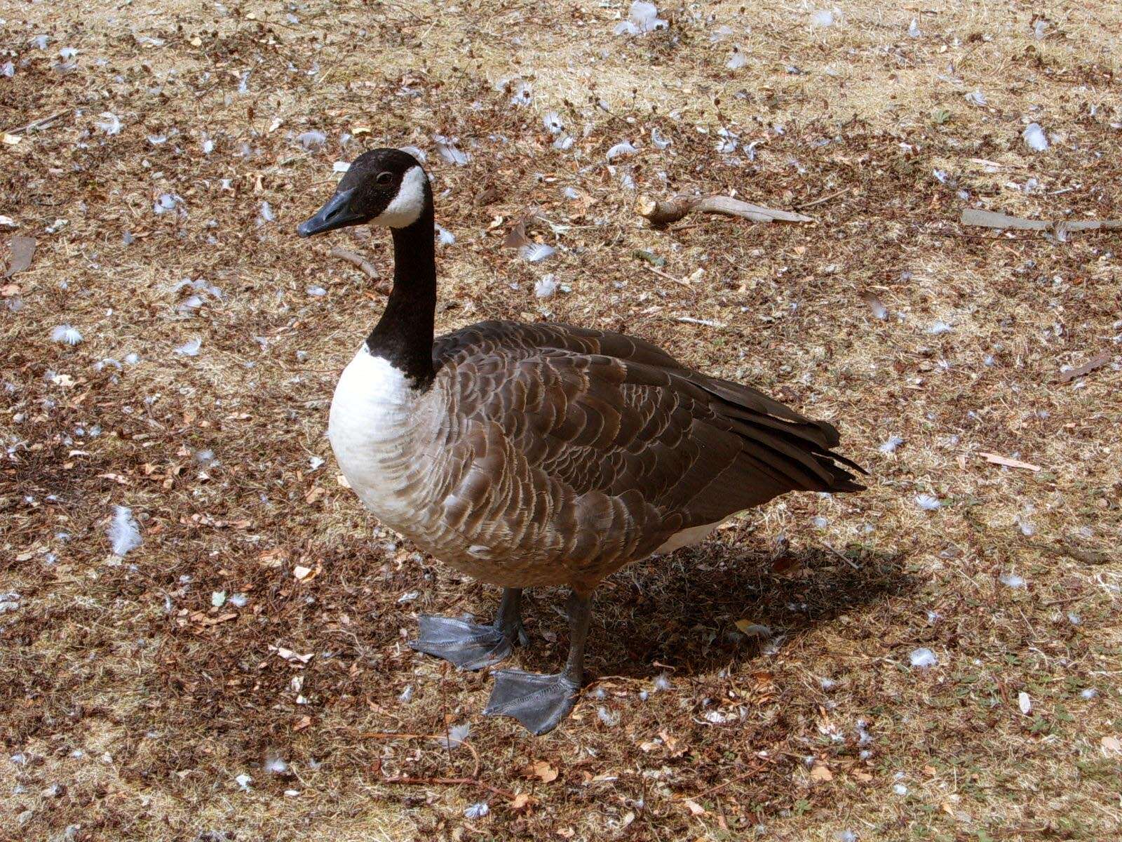 Image of Hawaiian goose