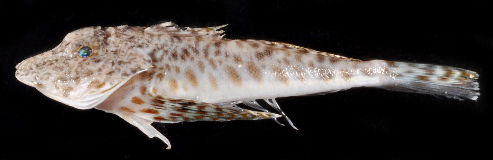 Image of Leopard searobin