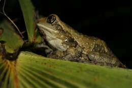 Image of Vermiculated Tree Frog