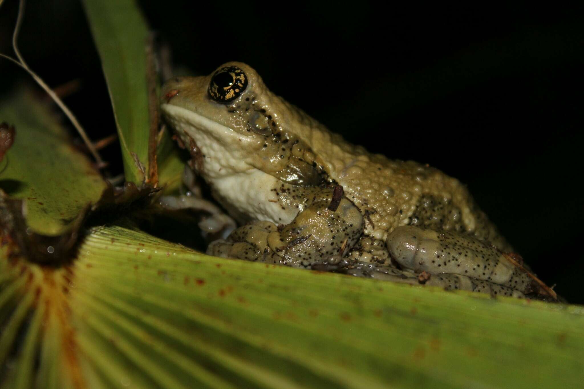 Image of Vermiculated Tree Frog