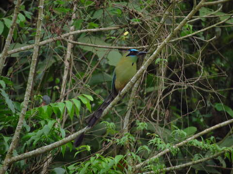 Image de Motmot caraïbe