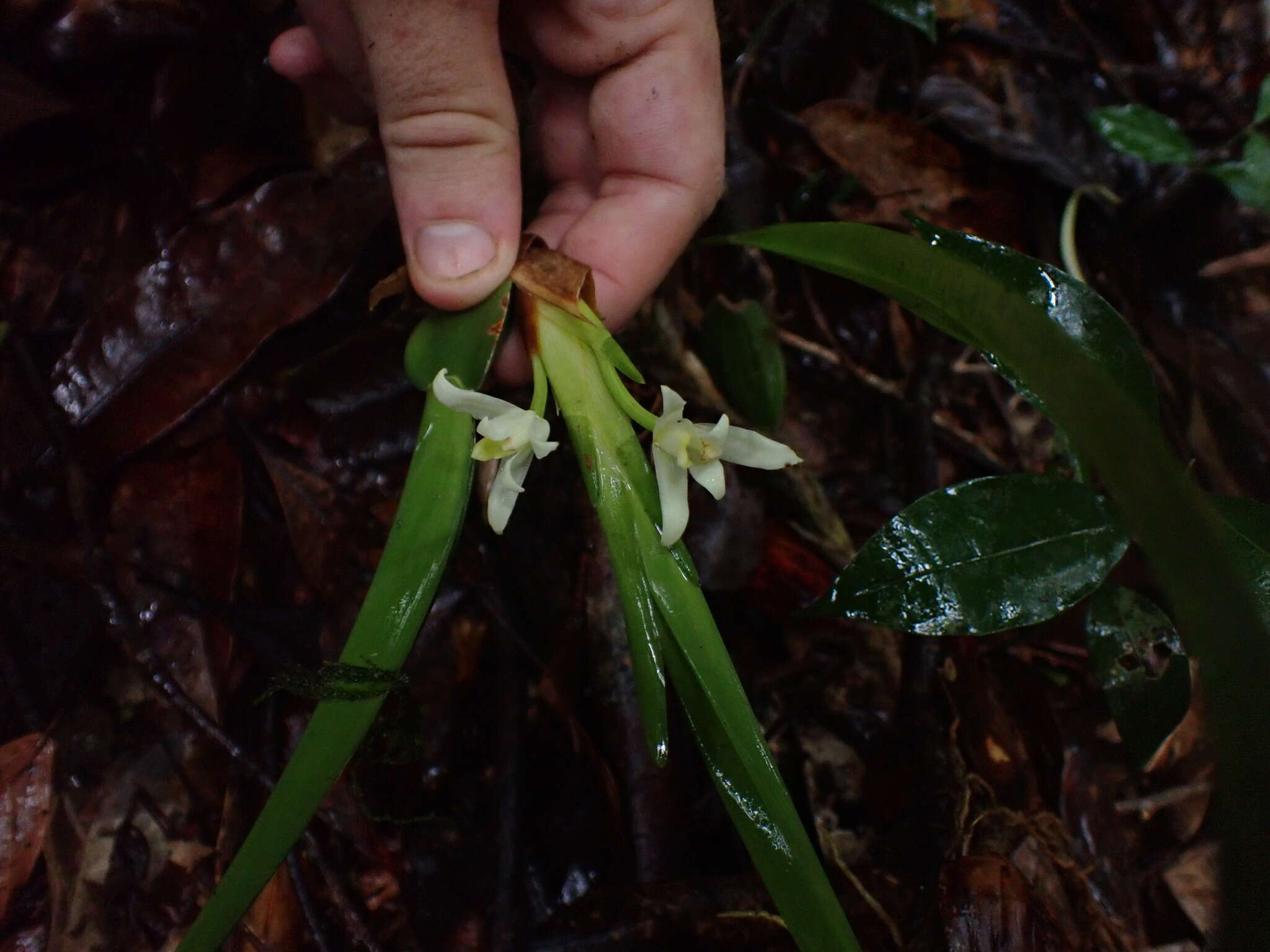 Imagem de Maxillaria alba (Hook.) Lindl.