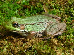 Image de Rana clamitans melanota