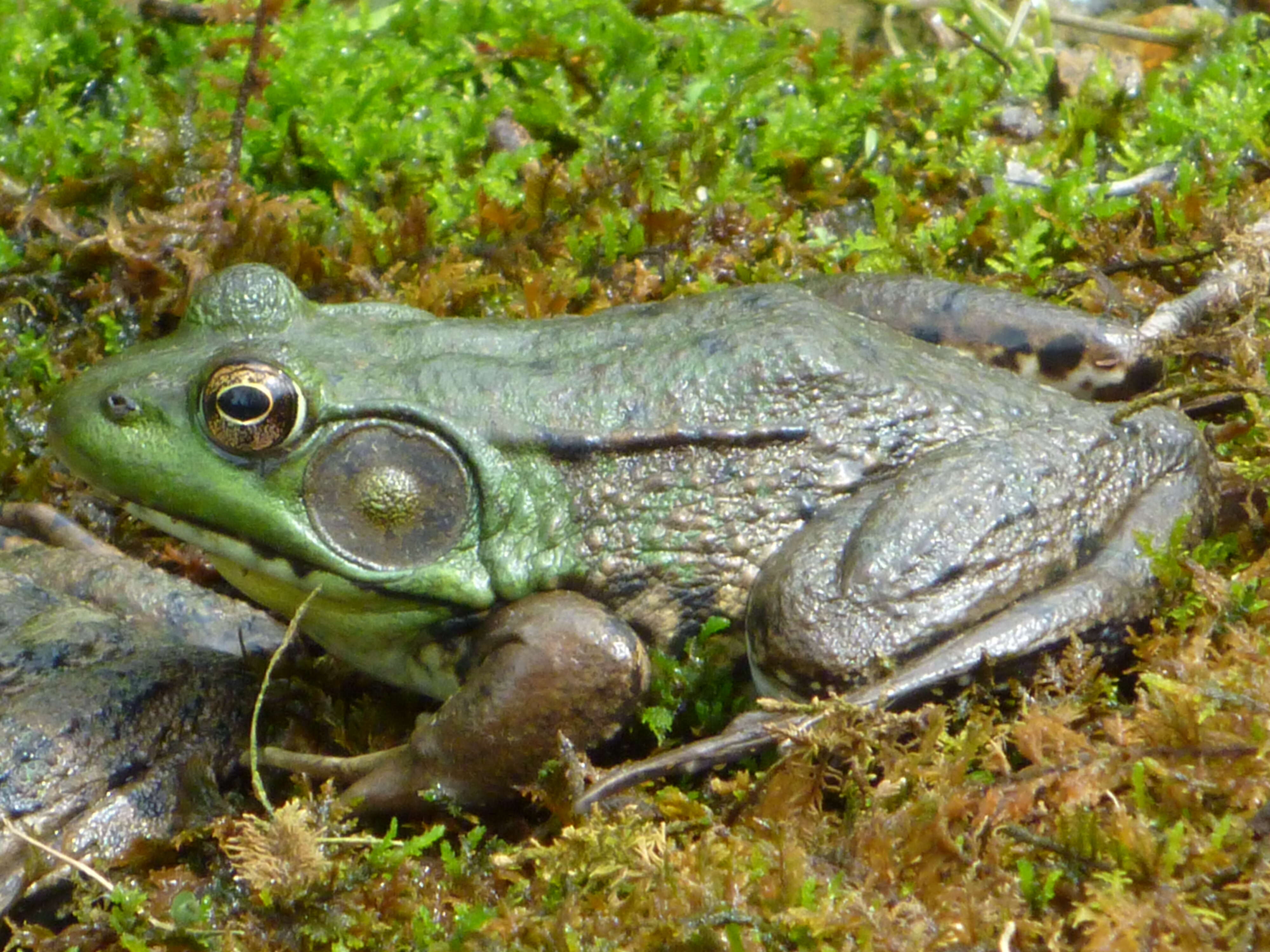 Image of Green Frog