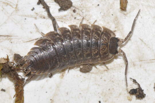 Image of Porcellio montanus Budde-Lund 1885