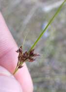 Image of Spreading Beak Sedge