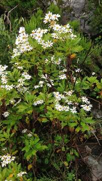 Image of Argyranthemum pinnatifidum (L. fil.) Webb