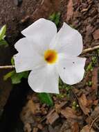 Image de Mandevilla boliviensis (Hook. fil.) R. E. Woodson