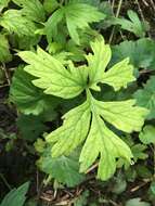 Image de Hydrophyllum virginianum var. virginianum