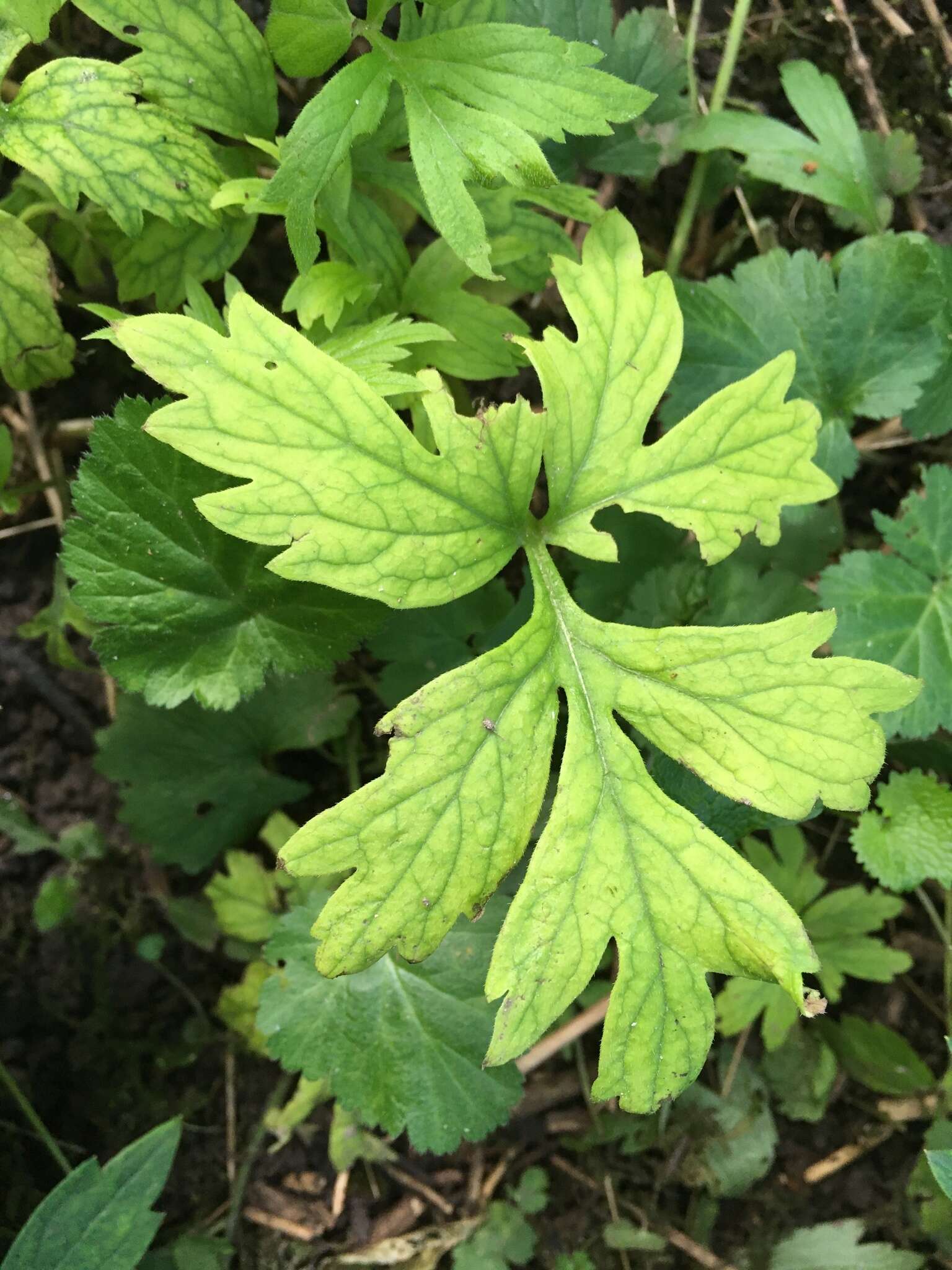 Image de Hydrophyllum virginianum var. virginianum