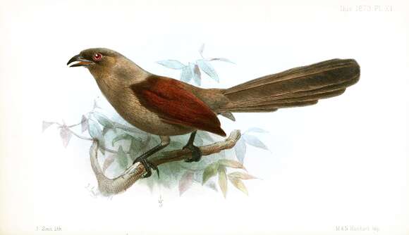 Image of Andaman Coucal