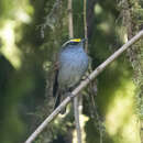 Image of Golden-browed Chat-Tyrant