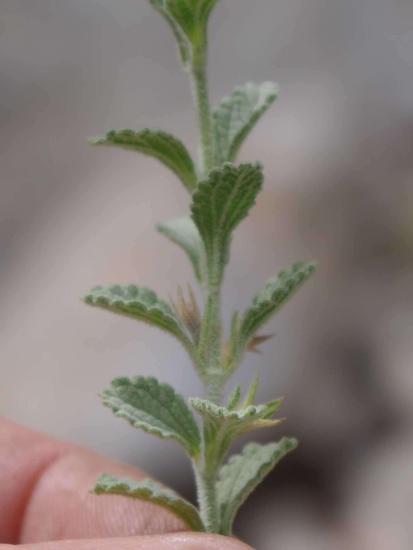 Image of Stachys dinteri Launert