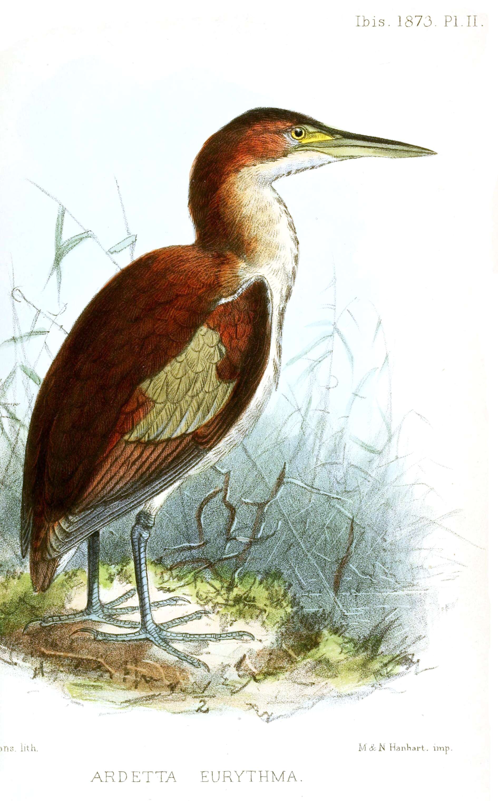 Image of Schrenck's Bittern