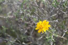 Image of Jefea gnaphalioides (A. Gray) J. L. Strother