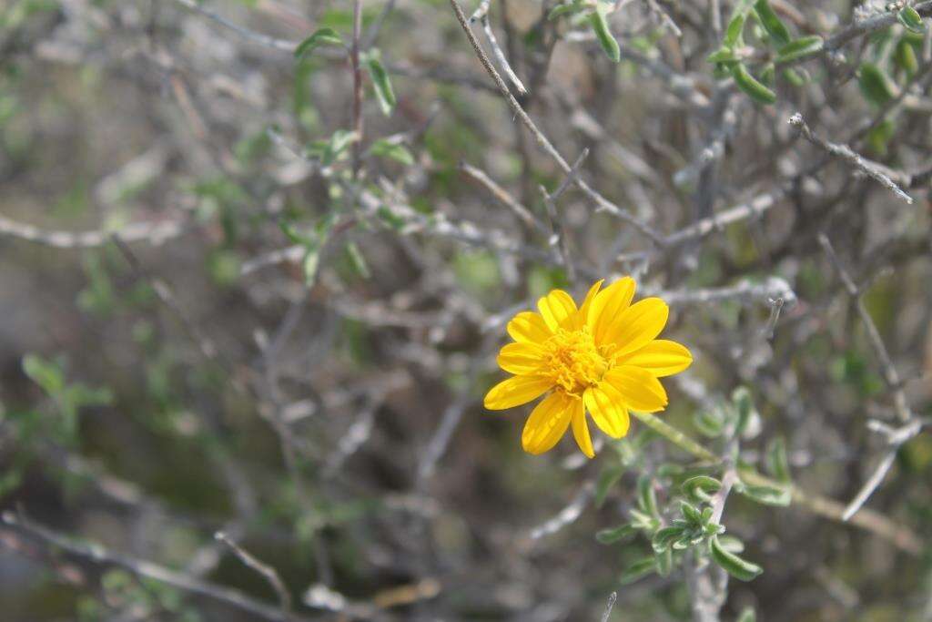 Image of Jefea gnaphalioides (A. Gray) J. L. Strother