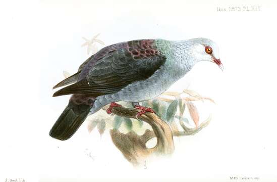 Imagem de Columba palumboides (Hume 1873)