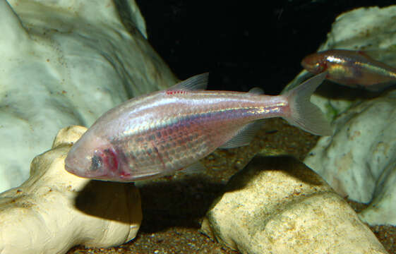 Image of Mexican Tetra