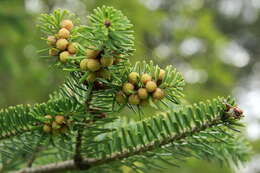 Image of Korean Fir