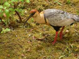 Image of Black-faced Ibis