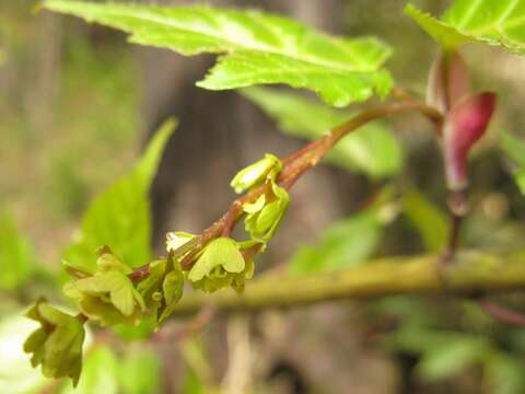 Imagem de Acer crataegifolium Sieb. & Zucc.