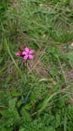 Dianthus pontederae A. Kerner的圖片