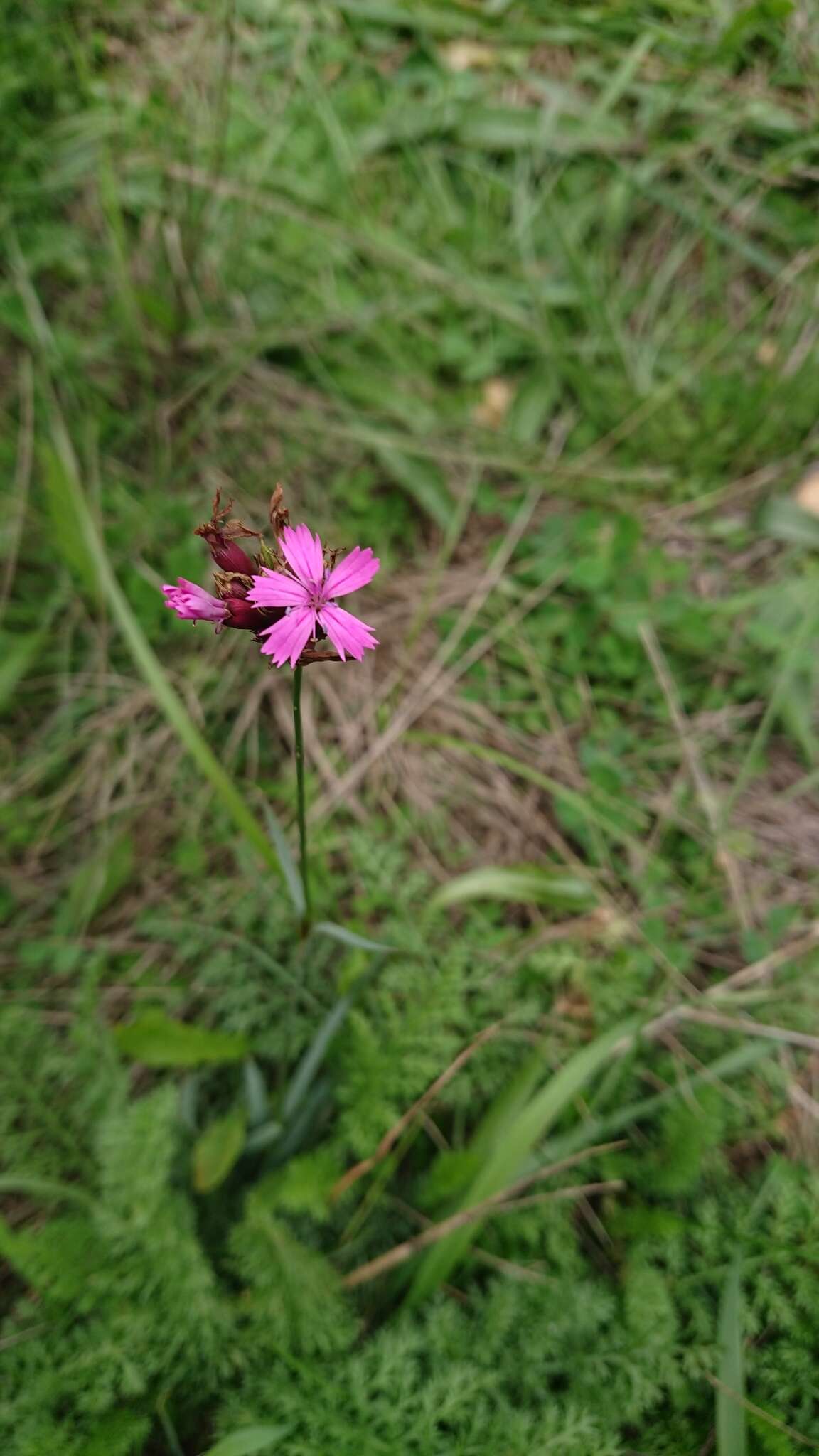 Dianthus pontederae A. Kerner的圖片