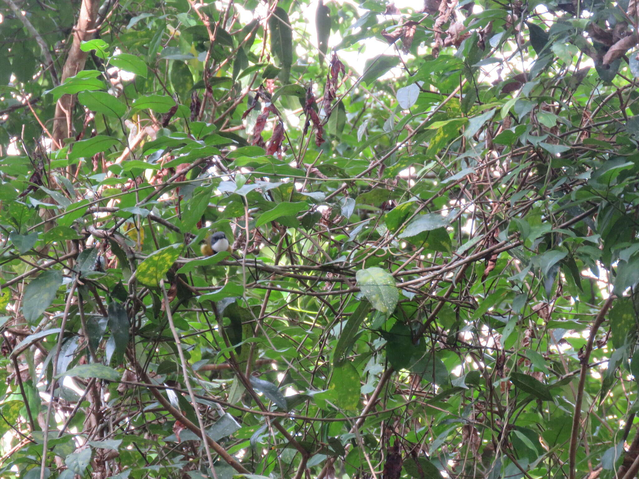 صورة Pachycephala caledonica (Gmelin & JF 1789)