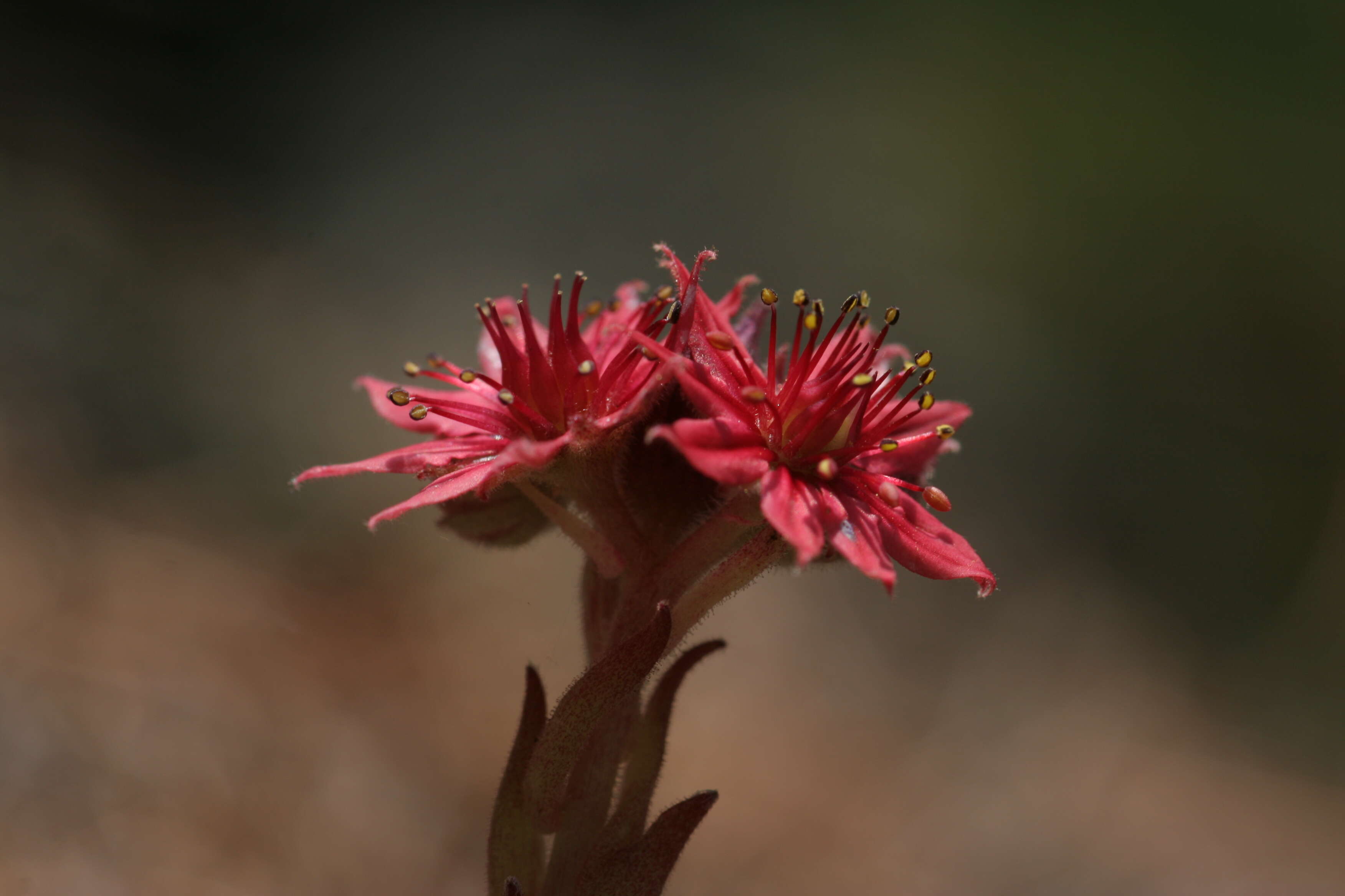 Image of Cobweb Houseleek