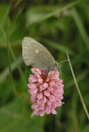 Plancia ëd Coenonympha tullia chatiparae Sheljuzhko 1937