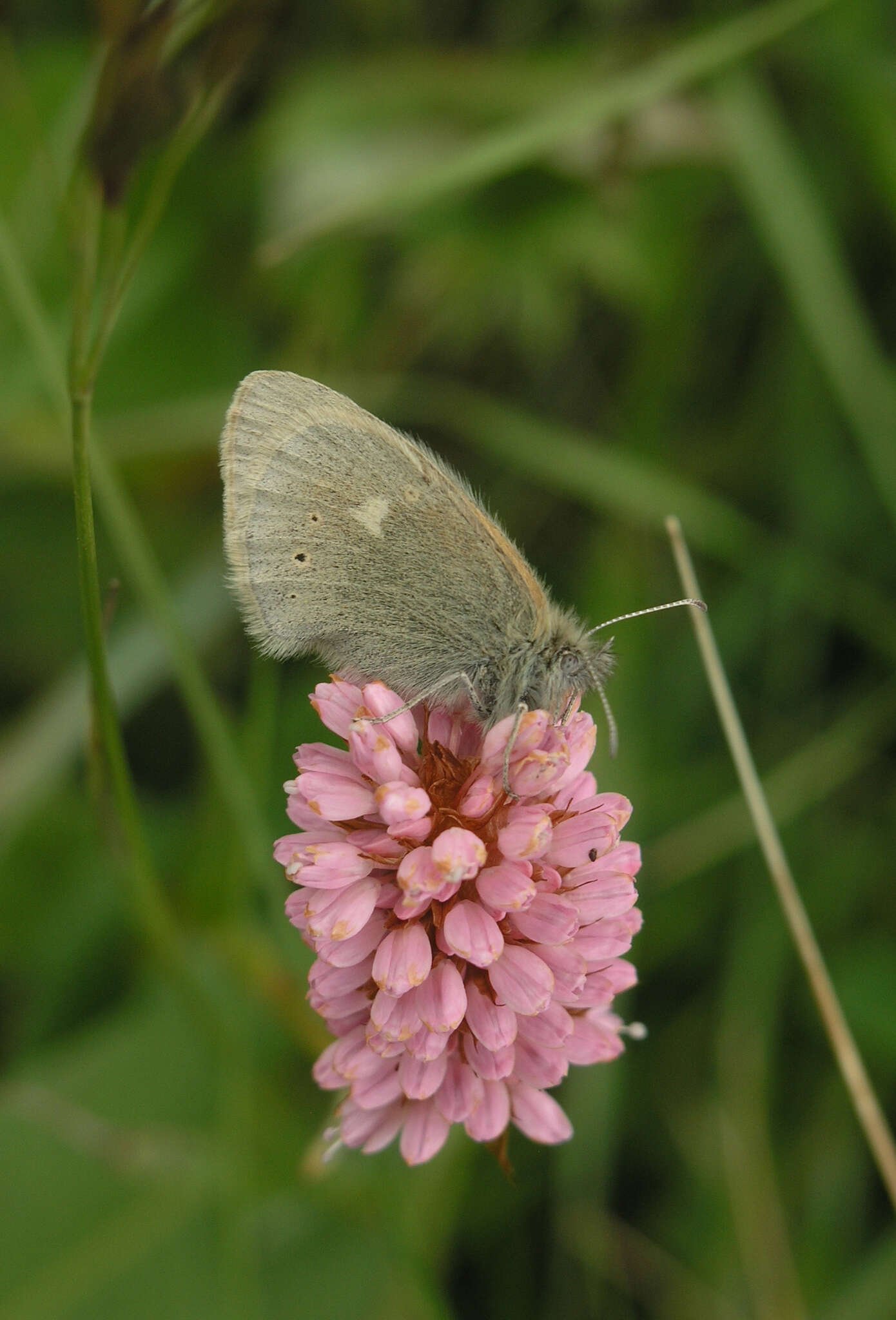 Plancia ëd Coenonympha tullia chatiparae Sheljuzhko 1937