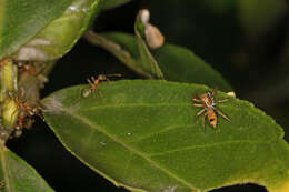 Image of Cosmophasis bitaeniata (Keyserling 1882)