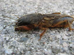 Image of European Mole Cricket