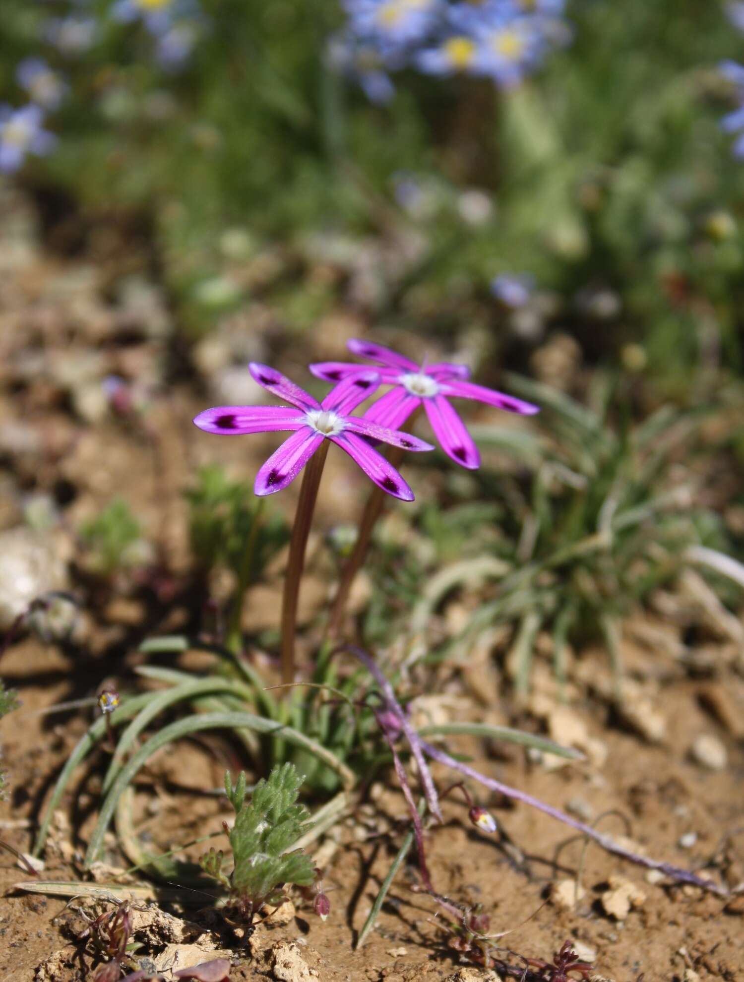 Image of Romulea hantamensis (Diels) Goldblatt