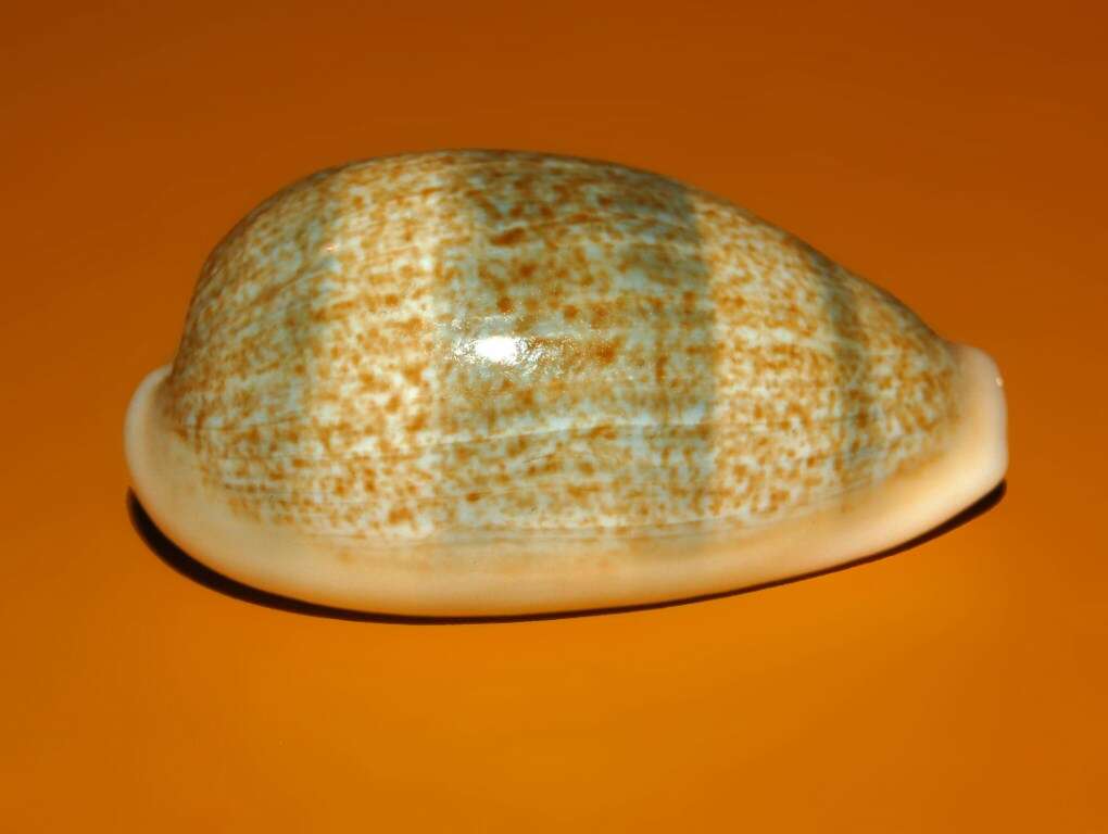 Image of mistaken cowrie