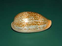 Image of mistaken cowrie