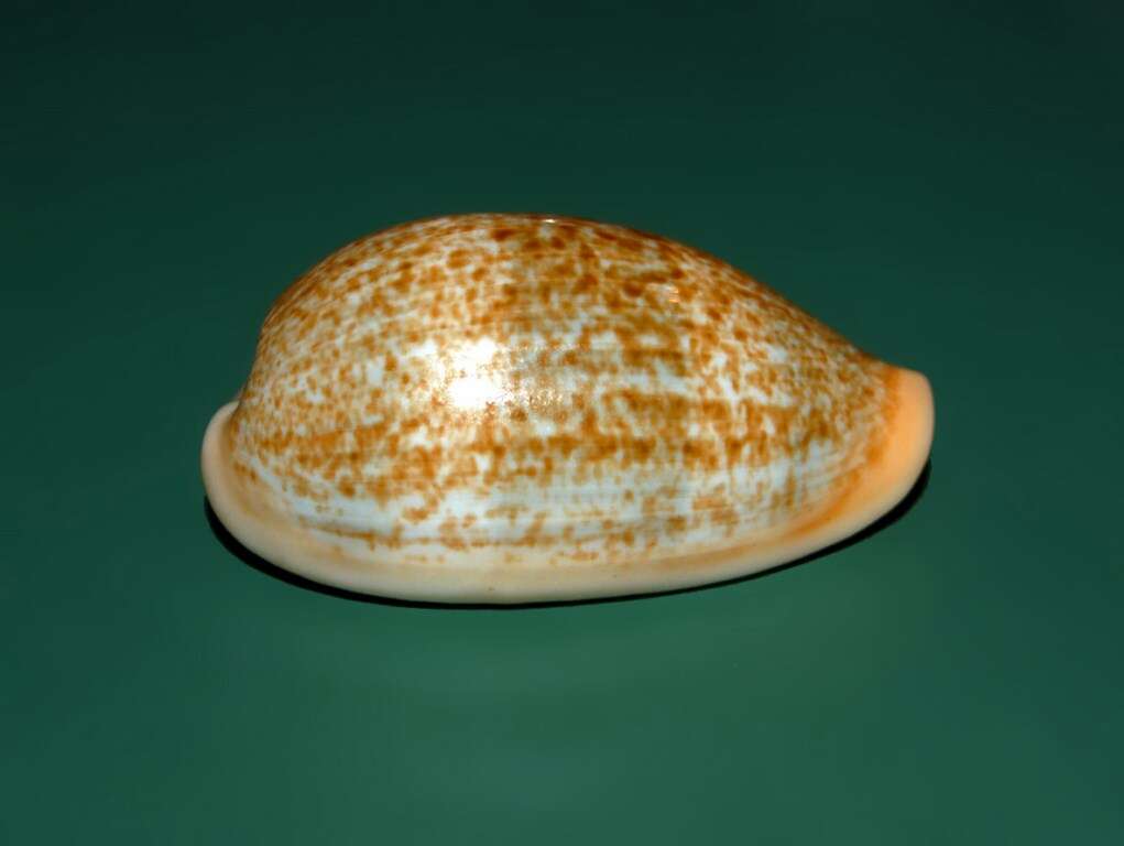 Image of mistaken cowrie