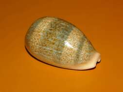 Image of mistaken cowrie