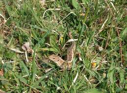 Image of Sand Lizard