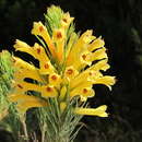 Image of Erica grandiflora subsp. perfoliosa (E. G. H. Oliv. & I. M. Oliv.) E. G. H. Oliv. & Pirie